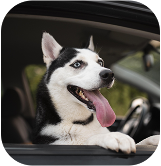 ¿Te pueden multar por llevar a tu perro en el coche?